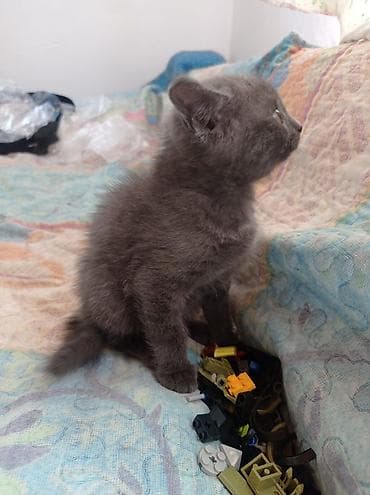сколько стоят сиамские котята: Два очаровательных котёнка ищут добрых хозяев❤️❤️❤️ Отдадим даром 2 — 2