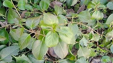 летс го крышка: Почвопокровные декоративные растения для сада цена договорная 50-100 — 2