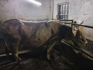 скот коровы: Продаю | Корова (самка) | Для разведения | Привязанные — 1