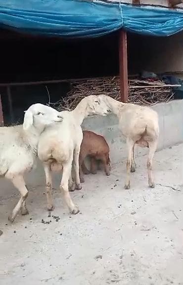 купить барана дорпер: Продаю | Овца (самка) | Для разведения | Племенные — 2