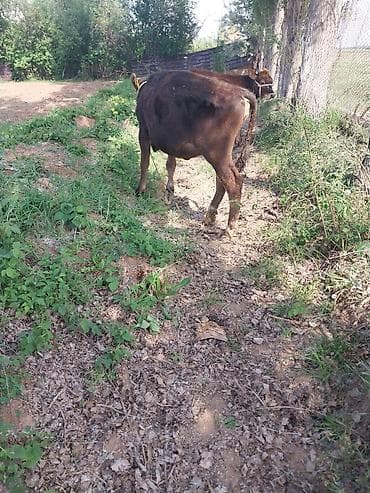 корова с теленкам: Продаю | Тёлка | На откорм | Привязанные — 2