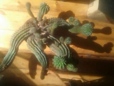 сколько стоит сельдерей в бишкеке: Комнатные растения. Кактусы — 2