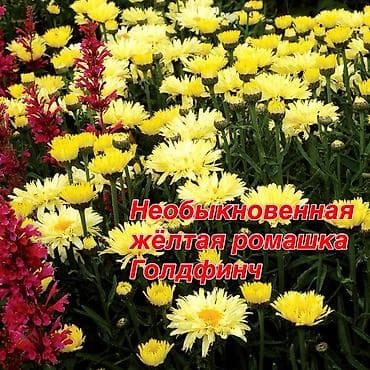 Саженцы — 4