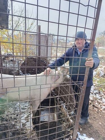 голиштин уйлар: Продаю | Хряк (самец) | Ландрас — 1