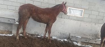 Продаю | Жеребенок | Для разведения | Племенные
