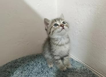 В добрые руки Котята, классический тигровый окрас (серо-коричневые