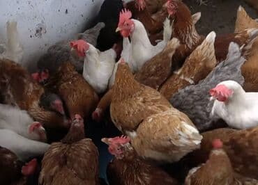 куры доминанты: Продаю | Куры, Петух, Цыплята | Брама, Домашняя | На забой, Для разведения, Несушки — 4