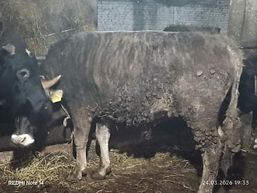 крупно рагатый скот: Продаю | Бык (самец) | Полукровка | На откорм — 4