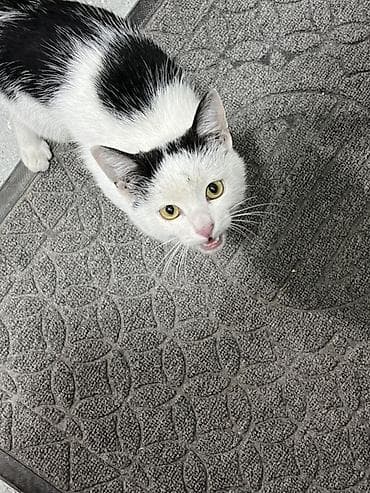 кошка домашняя: Котёнок чёрно-белого окраса (би-колор/пегий). Крупные жёлтые глаза — 1