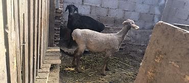 японский тоок: Продаю | Овца (самка) | Для разведения — 1