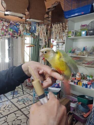 попугай неразлучник купить: Пиррура это разновидность краснохвостых попугаев. Характеризуется — 2