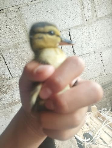 Утёнок (дикая утка 🦆) - Порода/окрас: тёмный с желтыми пятнами — 3