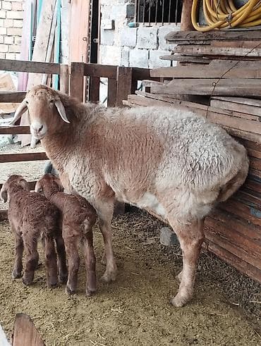 для барана: Продаю | Овца (самка) | Арашан — 3