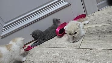 Грызуны: Скотиш Фолд (Шотландская вислоухая), 1 месяц, Мальчик, Голубой, Приучена к лотку — 4