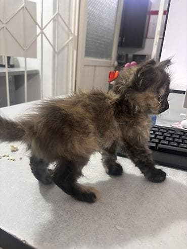 сиамские: Отдам даром котенка🥹🥹приютите котенку 0554241102 — 1