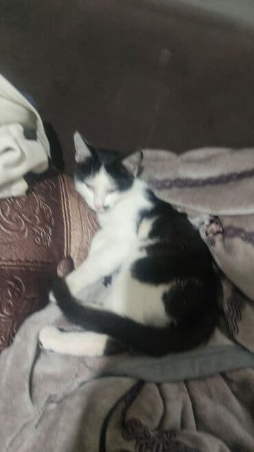 рэгдолл купить: Домашний кот, черно-белый окрас (пятнистый), средних размеров — 1