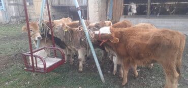 объявления о пропаже животных: Продаю | Бык (самец) — 11