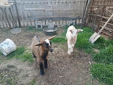 улики улья ульи улей: Продаю | Козлёнок | Для разведения — 1