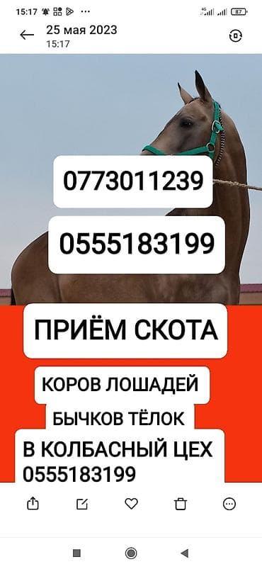 Жеке жак, Колбаса цехи : Уйлар, букалар, Жылкылар, аттар, | Күнү-түнү, Бардык шартта, Союлган