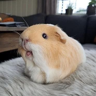 продам друга: Морские свинки — декоративные питомцы с мягкой шерстью и дружелюбным — 4