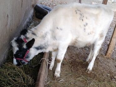 куплю французского бульдога: Продаю | Тёлка, Музоо, торпок | Бельгийская | Для разведения — 6