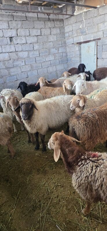 бараньи головы: Продаю | Овца (самка), Ягненок, Баран (самец) | Полукровка, Меринос, Арашан | На забой, Для разведения — 7