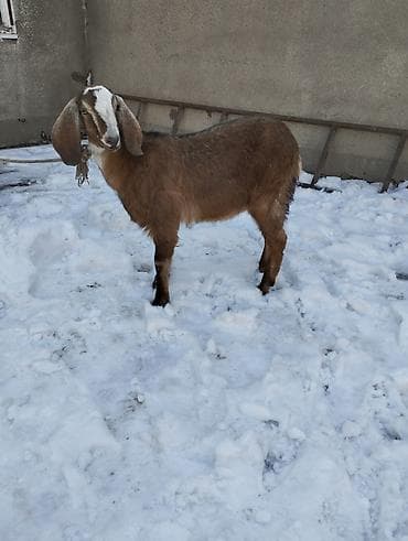 тайлар арзан: Продаю | Коза (самка) | Битал | Для разведения | Племенные — 1