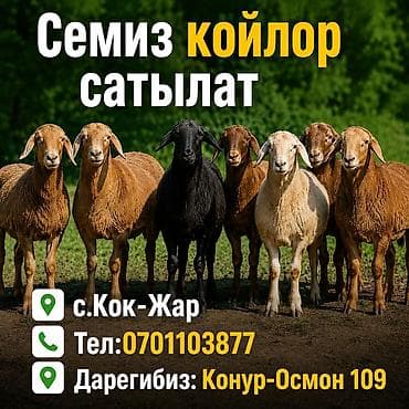 седло в аренду: Продаю | Баран (самец) | Гиссарская, Полукровка, Эдильбаевская | На забой | Кастрированные, Ярка — 1