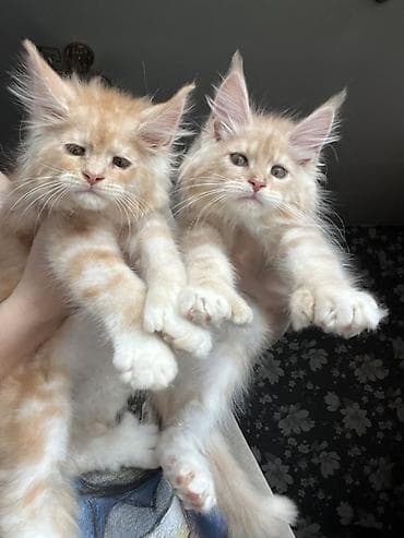 куплю хомяка с клеткой: Мощные эксклюзивные котята куны Мейн Куны с полным пакетом документов — 2