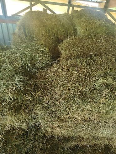 сено тюк клевер: Сено в тюках - Натуральное луговое сено, спрессованное в — 2