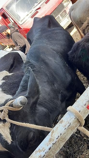 бычки телки: Продаю | Корова (самка) | Полукровка | Для разведения, Для молока | Привязанные — 4