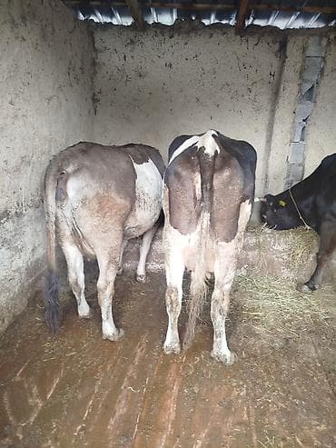 сом рыба: Продаю | Корова (самка) | Полукровка | На откорм | Привязанные — 1