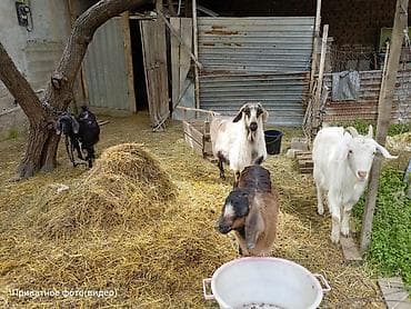 карликовые козы: Продаю | Коза (самка) | Для разведения — 1