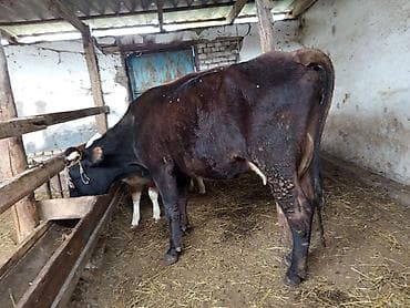 домашний кошка: Продаю | Корова (самка) | Для молока | После отела — 2