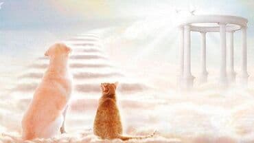 Усыпление(Эвтаназия) гуманным методом Быстро а самое главное at lalafo.kg Усыпление(Эвтаназия) гуманным методом Быстро а самое главное