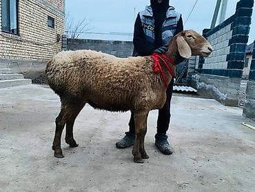 случка животных бесплатно: Продаю | Баран (самец) | Арашан | Для разведения | Матка — 1