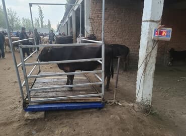 Мал тараза сатылат 3 тонна жап жаны ачылбаганы дагы бар цена указана