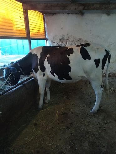 срочно продаю корову: Продаю | Корова (самка) — 4