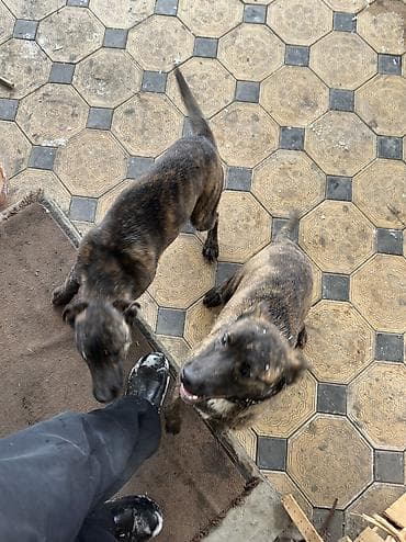 собака малинуа: Бельгийская овчарка, 5 месяцев, Самка, С прививкой — 3