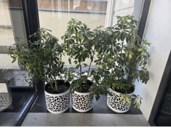 чайные наборы посуды: Декоративные комнатные растения (вероятно, шеффлера/зонтичное дерево) — 2