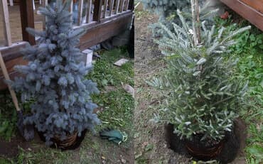 работу разнорабочий: Посадка,пересадка хвойных,карликовых,фруктовых,и декоративных — 1