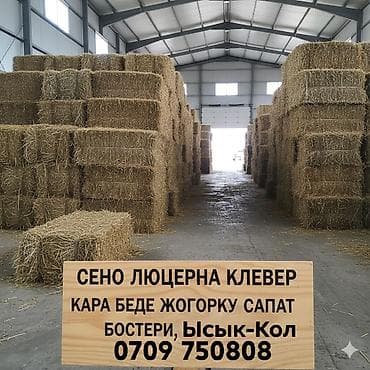 ящик сатылат: КАРА-БЕДЕ САТЫЛАТ ЛЮЦЕРНА/КЛЕВЕР 380 СОМ - «Кара беде, жогорку сапат» — 1