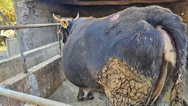 дойных коров: Продаю | Корова (самка) | Для разведения | Привязанные — 1