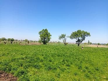 кел кел: 10 соток, Айыл чарба үчүн — 3