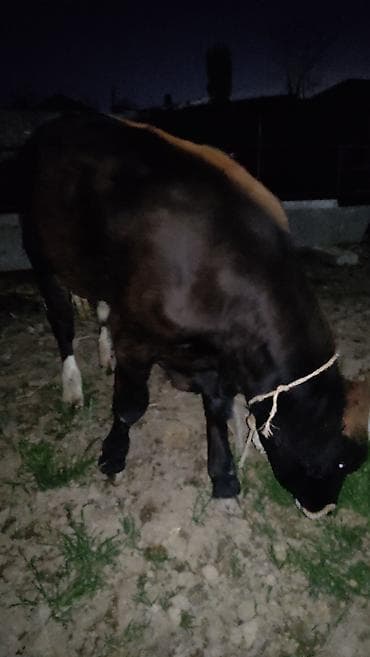 курцхаар цена щенка: Продаю | Бык (самец) | На откорм | Привязанные — 1