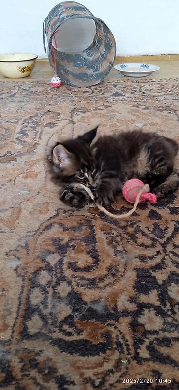 шотландская прямоухая кошка: Мейн-Кун!!! Тигрёнок 🥰. Продается Шикарный, чистокровный котик от — 7