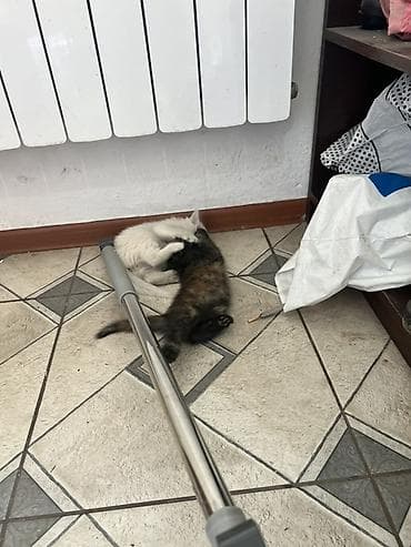 Мышыктар: Котята домашние - Пушистые малыши, 3 шт 2 белый 1 черный пятнистый — 5