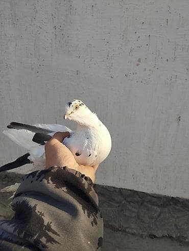 машинки для стрижки животных: Продаю голубь самец — 2