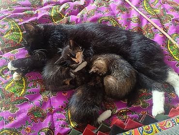 черепаховая кошка цена: Котята домоседы, короткошерстные и пушистые, из одного помёта. отдам — 6