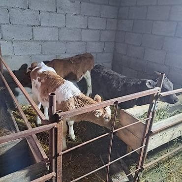 Продаю | Музоо, торпок | Швицкая, Симментальская, Айрширская | Для разведения, Для молока | Племенные, Искусственник